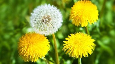 Métodos para eliminar papilomas usando remedios populares