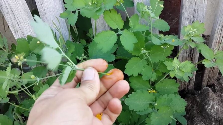 Zume de herbas de celidonia para eliminar papilomas